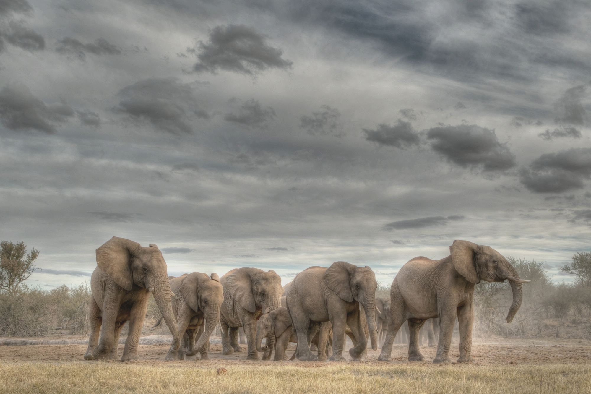 Elephants beneath a grey sky