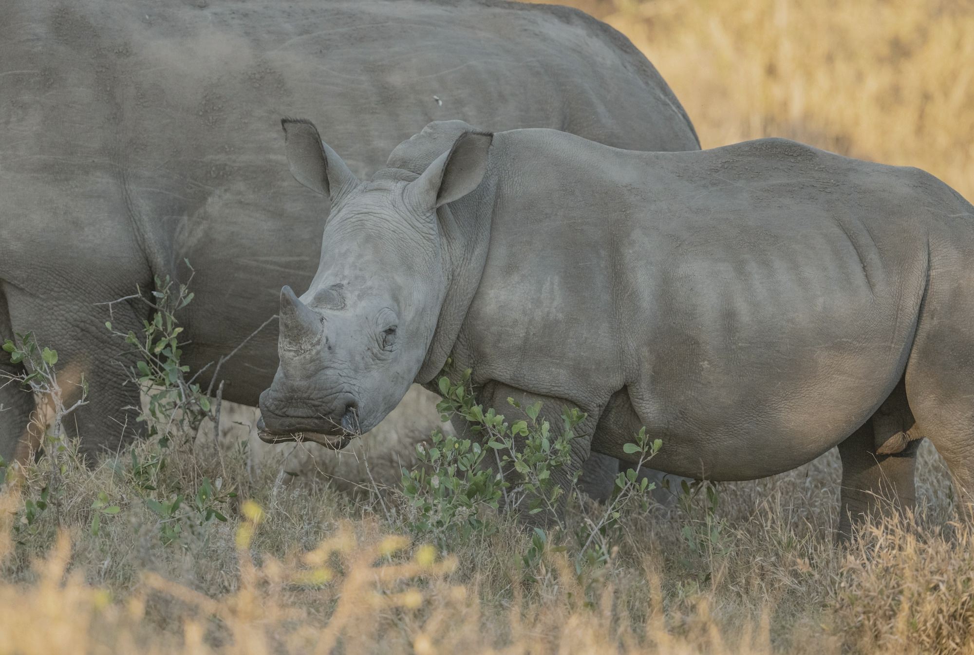 A rhino in the savanna
